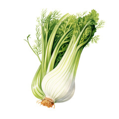 Watercolour Illustration of Vegetable crisp fennel