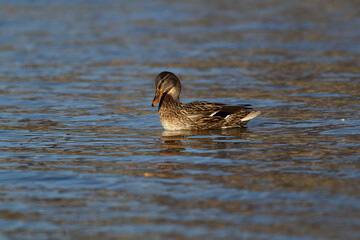 Portrait of a females of duck on the water