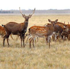 Two deer looking at the camera