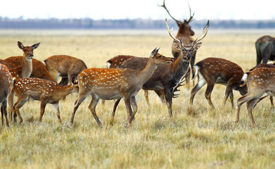A herd of deer pasturing in the wilderness