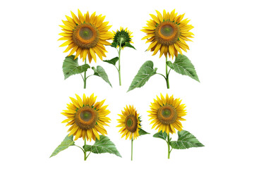 Set of sunflower isolated on transparent background