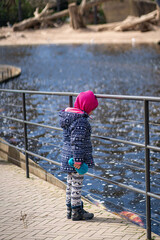 Cute little girl watching animals at the zoo on warm and sunny summer day. Child admiring zoo animals. Family time at zoo.