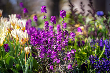 flowers in the field