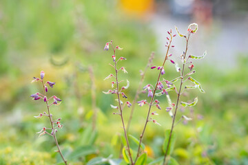 Desmodium incanum,  creeping beggarweed, Spanish clover, Spanish tick-trefoil or hitchhikers is a perennial plant native to Central and South America. Hilo International Airport, Hawaii plant

