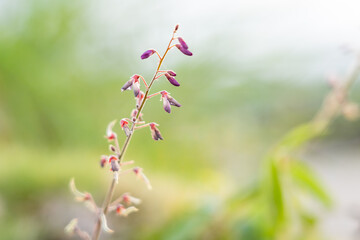 Desmodium incanum,  creeping beggarweed, Spanish clover, Spanish tick-trefoil or hitchhikers is a perennial plant native to Central and South America. Hilo International Airport, Hawaii plant

