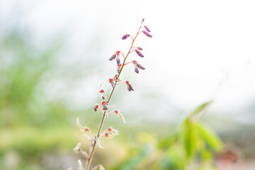 Desmodium incanum,  creeping beggarweed, Spanish clover, Spanish tick-trefoil or hitchhikers is a perennial plant native to Central and South America. Hilo International Airport, Hawaii plant

