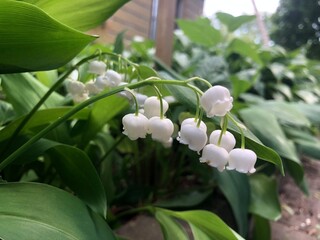 Lily of the valley flowers in leaves