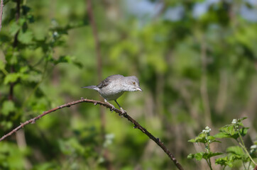 Adult male and female barred warbler both (Curruca nisoria) in breeding plumage shot close-up on a flowering rosehip bush