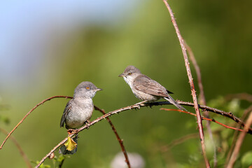 Adult male and female barred warbler both (Curruca nisoria) in breeding plumage shot close-up on a flowering rosehip bush