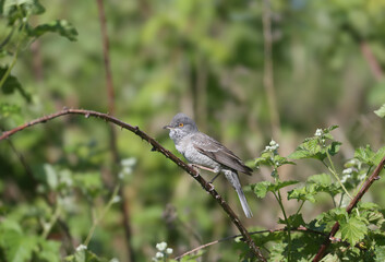 Adult male and female barred warbler both (Curruca nisoria) in breeding plumage shot close-up on a flowering rosehip bush
