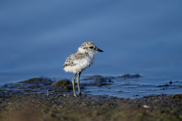 Kentish plover (Anarhynchus alexandrinus) chick shot in soft light on the shore of a blue estuary, close-up alone and with its male parent