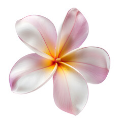 Fototapeta premium plumeria flower isolated on transparent background. generative ai