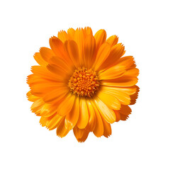 calendula flower isolated on transparent background. generative ai