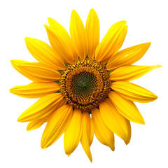 helianthus flower isolated on transparent background. generative ai