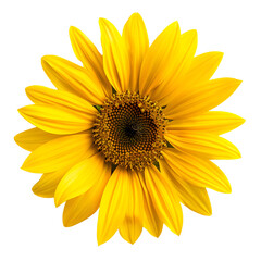 Fototapeta premium helianthus flower isolated on transparent background. generative ai