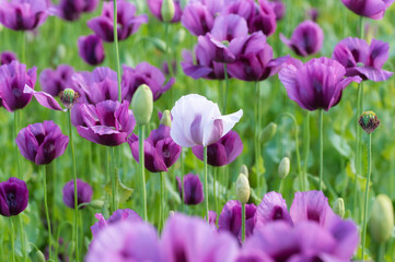 Vollbildansicht von Schlafmohnblumen