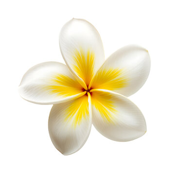plumeria flower isolated on transparent background. generative ai