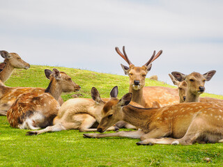 【奈良県】奈良公園の鹿