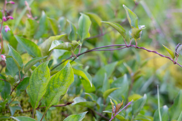 aederia foetida is a species of plant, skunkvine, stinkvine, pilau maile (Hawaiian) or Chinese fever vine. Hilo International Airport, Hawaii plant

