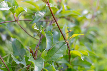 aederia foetida is a species of plant, skunkvine, stinkvine, pilau maile (Hawaiian) or Chinese fever vine. Hilo International Airport, Hawaii plant

