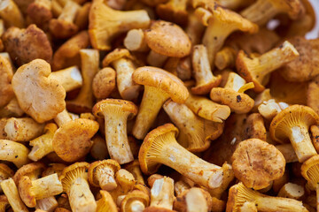 Chanterelles, Mushrooms, Food image chanterelle