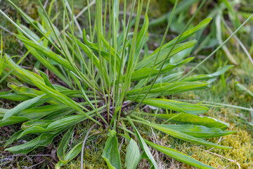 Plantago lanceolata is a species of flowering plant in the plantain family Plantaginaceae. ribwort plantain, narrowleaf plantain, English plantain, ribleaf, Hilo International Airport, Hawaii plant


