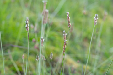 Plantago lanceolata is a species of flowering plant in the plantain family Plantaginaceae. ribwort plantain, narrowleaf plantain, English plantain, ribleaf, Hilo International Airport, Hawaii plant

