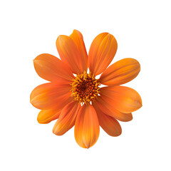 tithonia flower isolated on transparent background. generative ai