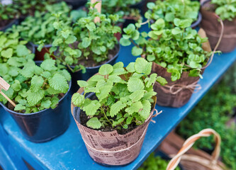 Mint plant close up in pot