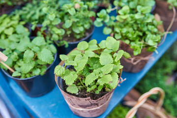 Mint plant close up in pot