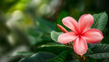 Pink Tropical Bloom: A Blurry Background of Green Leaves