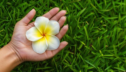 Graceful Beauty: A White and Yellow Plumeria Frangipani Blossom Grasped in Hand Against Lush Greener