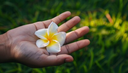 Captivating Beauty: White and Yellow Plumeria Frangipani Blossom Held in Hand Against Grass Backgrou