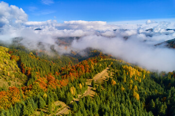 Obraz premium Aerial drone view over autumn forest. Colorful trees in the wood. Autumn forest aerial drone view. Autumn background, aerial drone view of beautiful forest landscape with autumn trees from above.