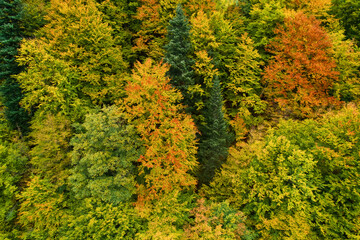 Fototapeta premium Aerial view of forest in foliage season. Natural green, orange and yellow background.