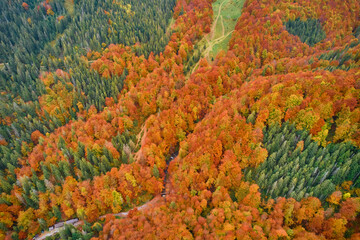 Aerial view of forest in foliage season. Natural green, orange and yellow background.