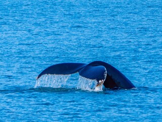 Humpback whale fluke taken in Johan Petersen Fjord in East Greenland.