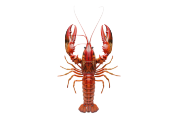 Crayfish isolated on transparent background