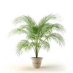 Palm Tree in a Pot on a White Background

