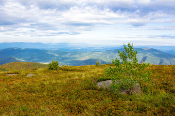 colorful hills of carpathian mountains. tree on the grassy alpine meadows of ukraine in late...