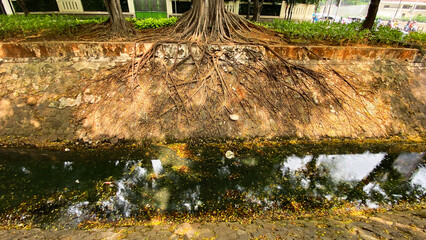 Tree Roots on the Riverside. Roots creeping up the river boundary wall