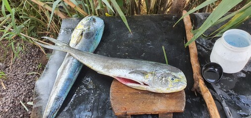 Freshly Caught Fish Prepared Outdoors: A Glimpse of Rustic Culinary Practices in a Natural Setting