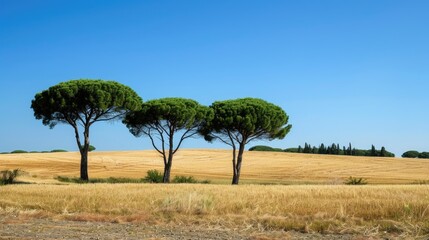 Trees of considerable size against a backdrop of a clear blue sky
