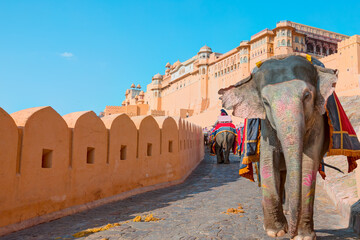 Amer Fort Jaipur - Tourists enjoy elephant ride at sunrise - Indian man (mahout) riding on elephant...