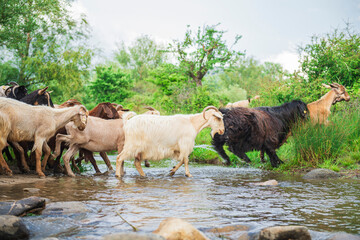 Goats jumping over beautiful stream in natural forest - beautiful natural landscape in pasture