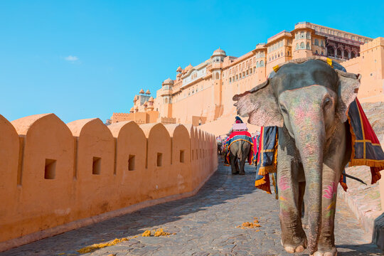 Amer Fort Jaipur - Tourists enjoy elephant ride at sunrise - Indian man (mahout) riding on elephant near Amber Fort, Jaipur, India