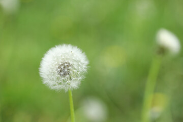 Beautiful white dandelion flower in green grass outdoors, closeup