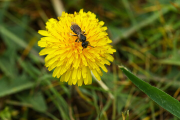 Yellow dandelion flower with bee in green grass outdoors, closeup