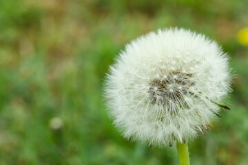 Beautiful white dandelion flower in green grass outdoors, closeup