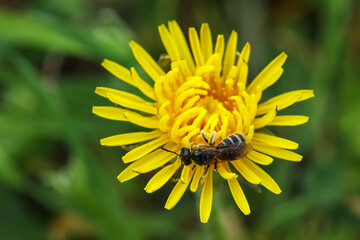 Yellow dandelion flower with bee in green grass outdoors, closeup